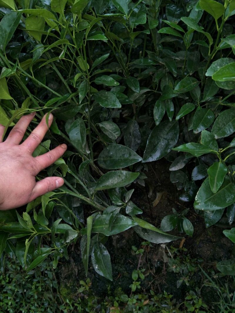 沃柑苗50~80cm
