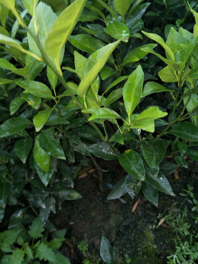 沃柑苗50~80cm