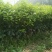 沃柑苗50~80cm