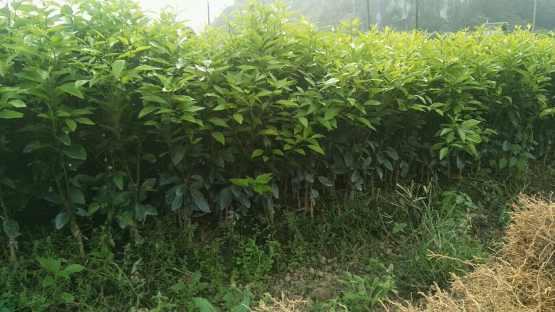 沃柑苗50~80cm