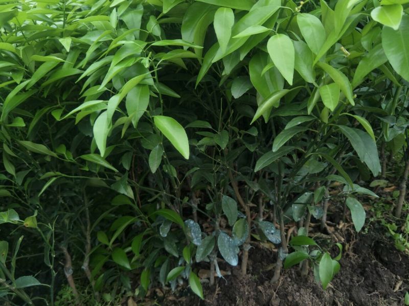 沃柑苗50~80cm