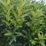 沃柑苗50~80cm