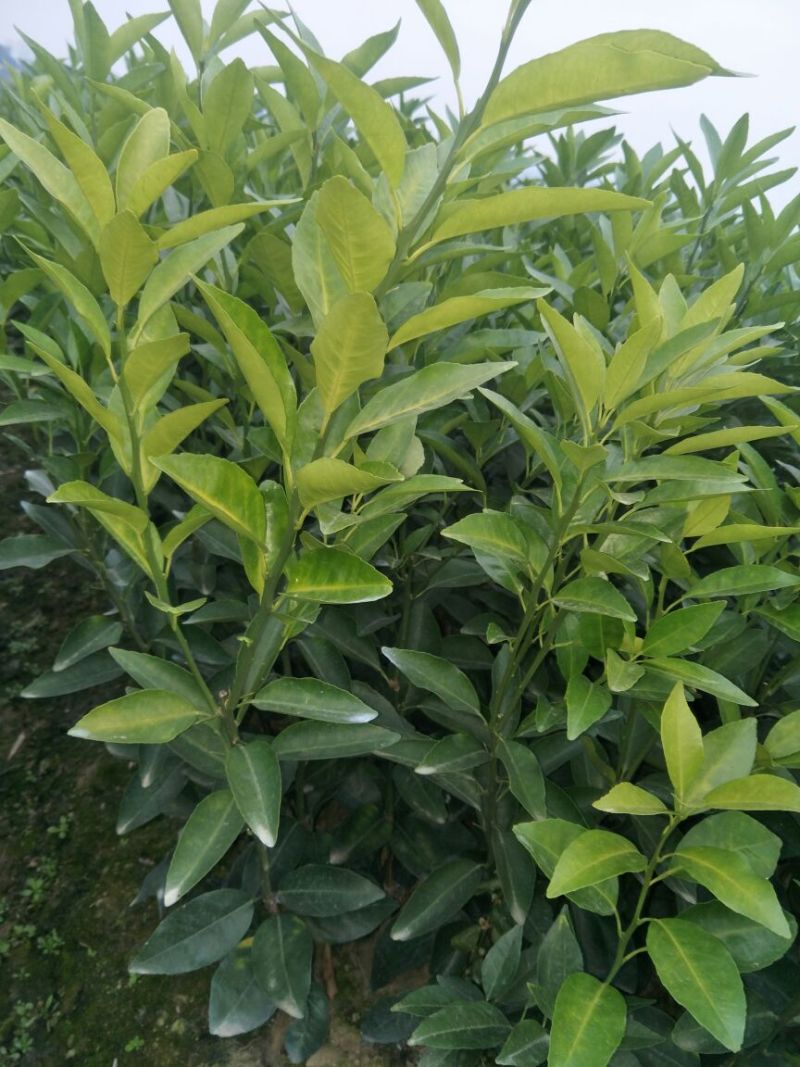 沃柑苗50~80cm