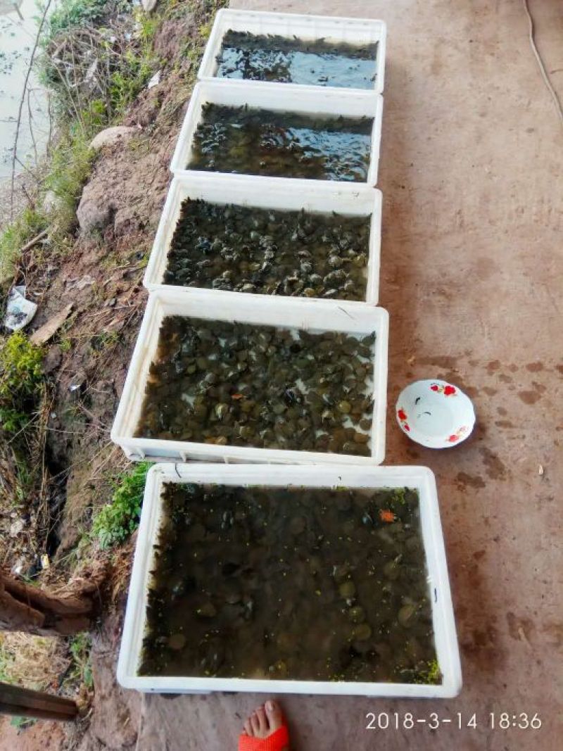 甲鱼苗鱼苗