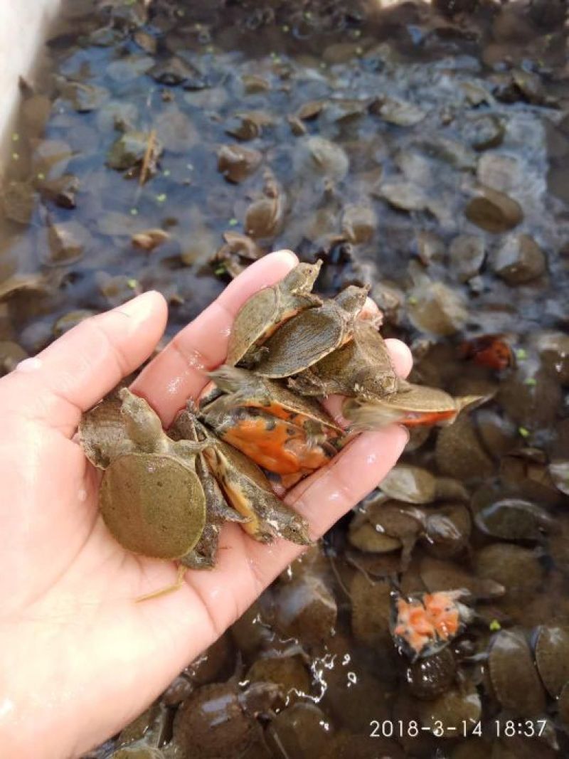 甲鱼苗鱼苗