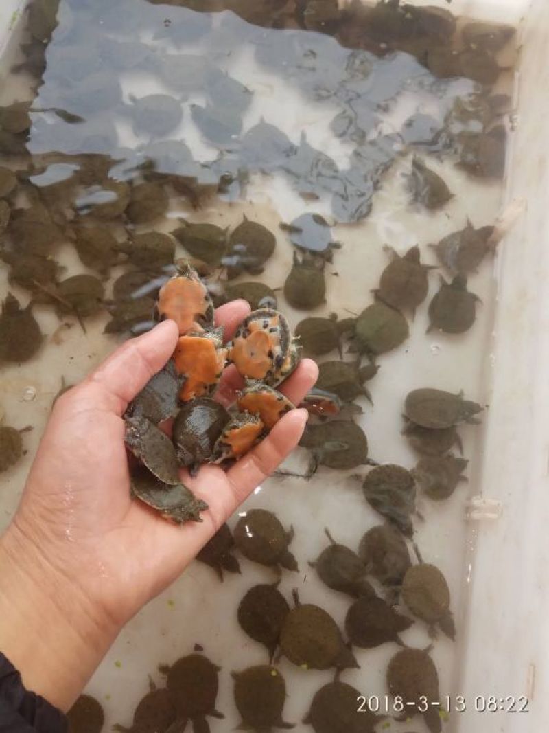 甲鱼苗鱼苗