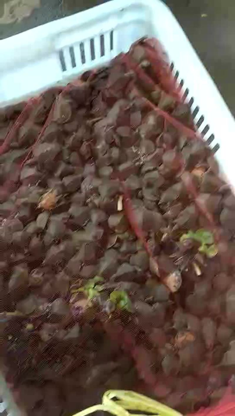 甲鱼苗鱼苗