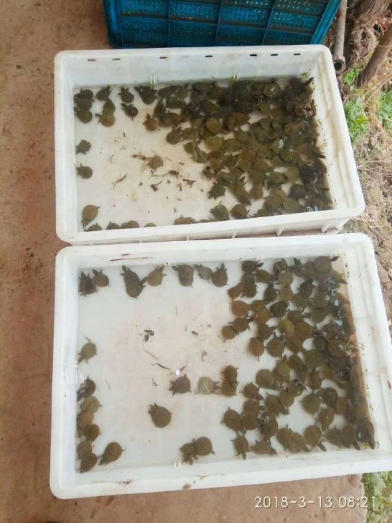甲鱼苗鱼苗