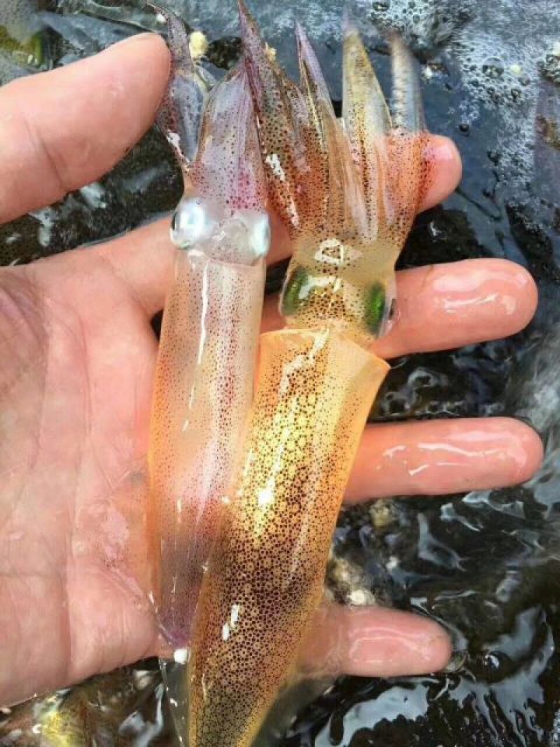 鱿鱼食用冰冻