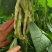 芸豆20cm以上产地直销一首货源可视频看货支持发货
