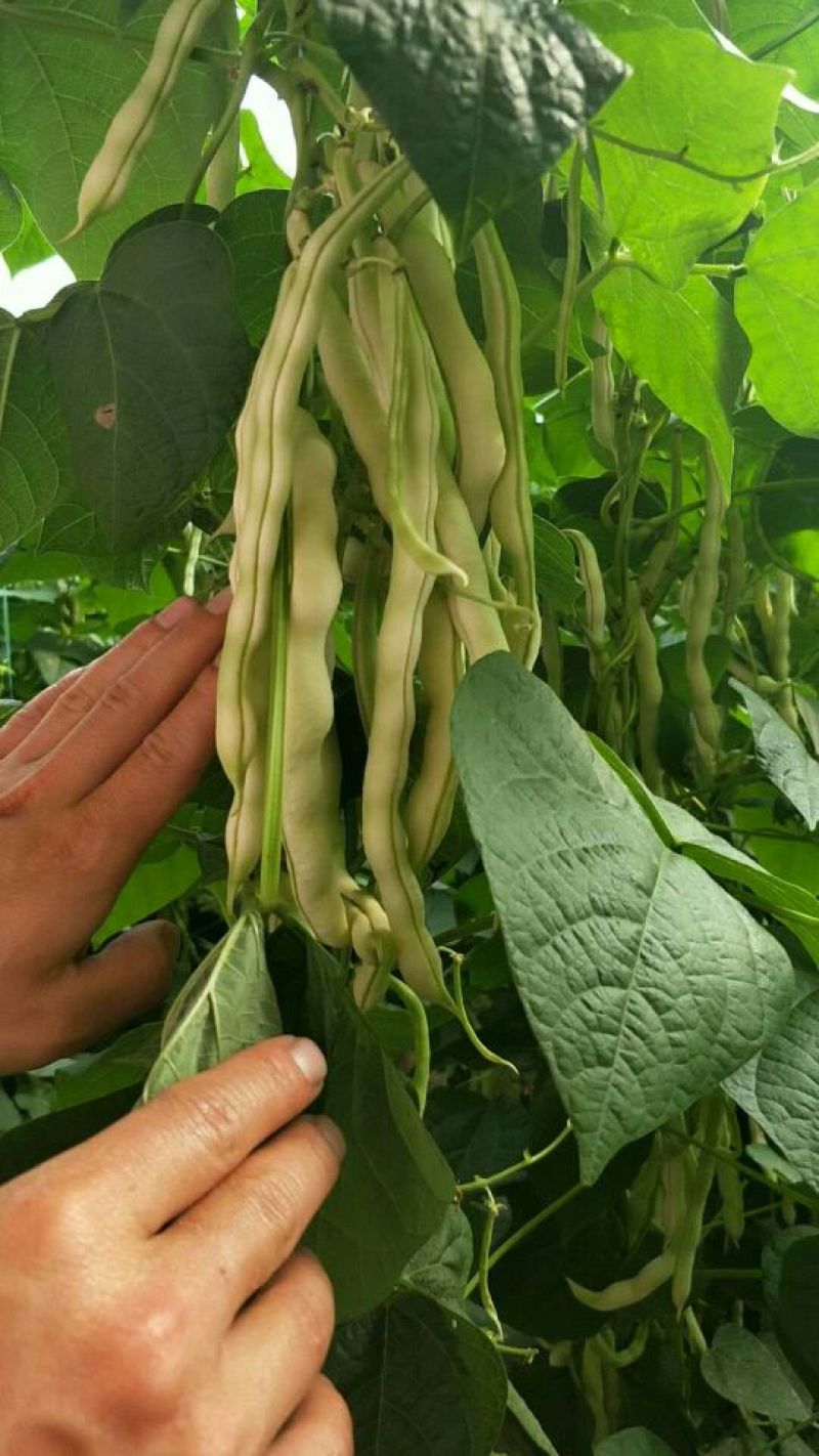 芸豆20cm以上产地直销一首货源可视频看货支持发货