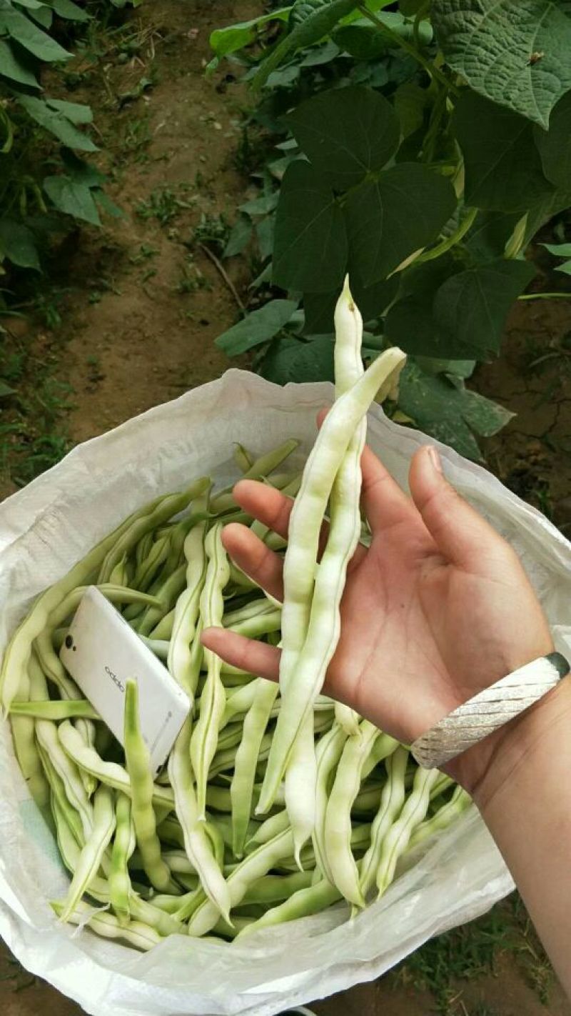芸豆20cm以上产地直销一首货源可视频看货支持发货