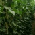 芸豆20cm以上产地直销一首货源可视频看货支持发货