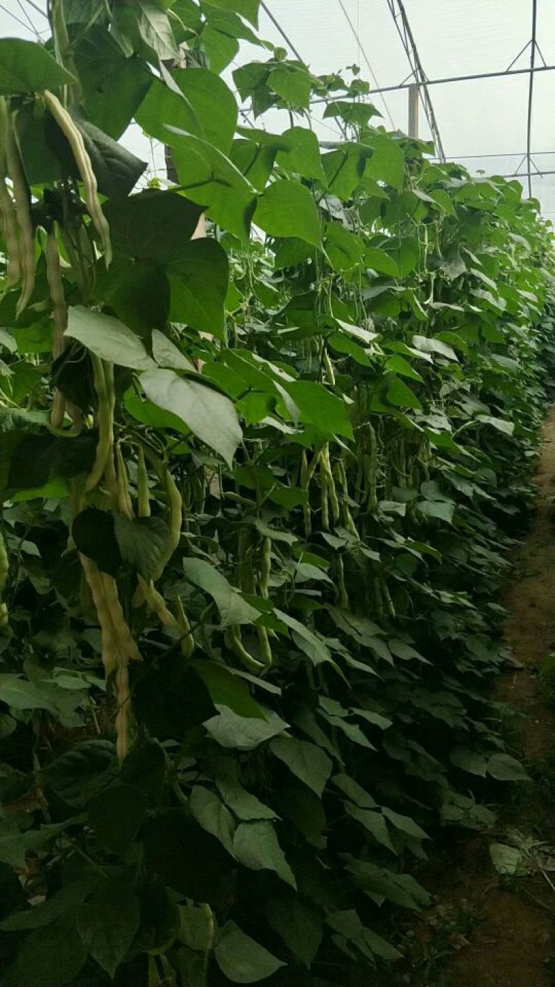 芸豆20cm以上产地直销一首货源可视频看货支持发货