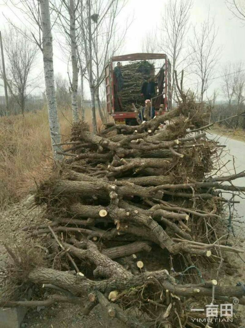 冬枣树苗80~110cm