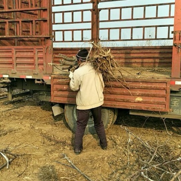 冬枣树苗80~110cm