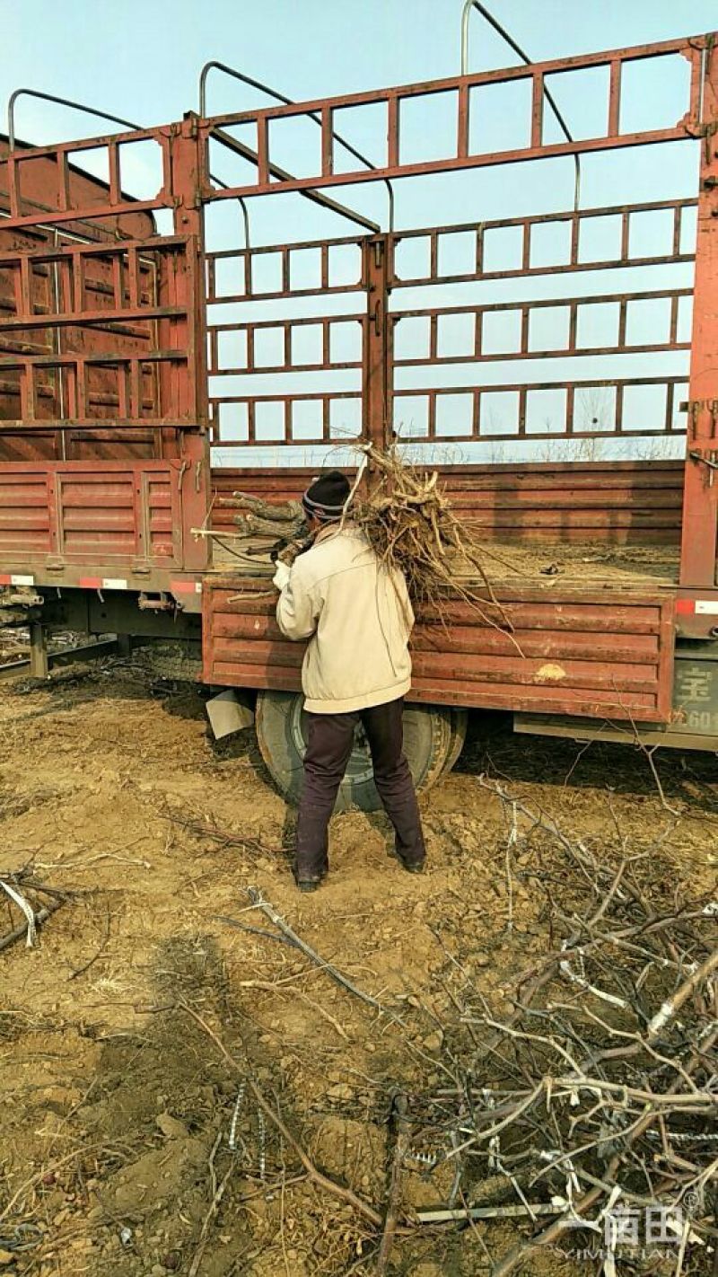 冬枣树苗80~110cm