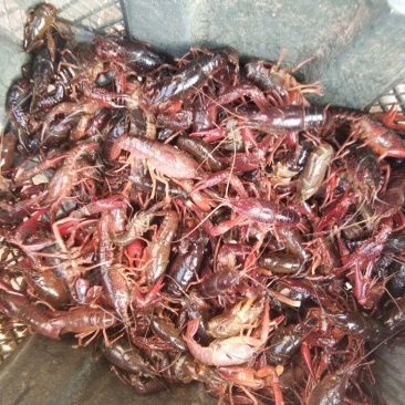 克氏原螯虾食用4-6钱（20-30克）活虾小龙虾主养