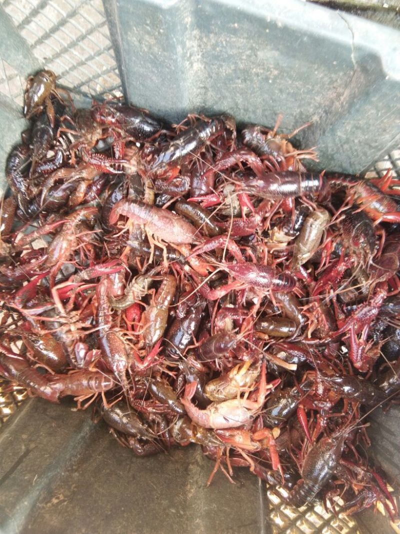 克氏原螯虾食用4-6钱（20-30克）活虾小龙虾主养