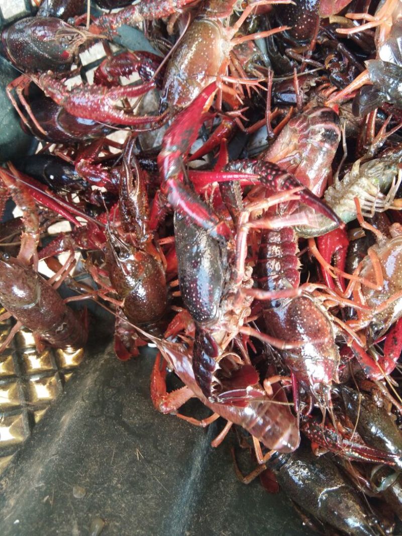 克氏原螯虾食用4-6钱（20-30克）活虾小龙虾主养