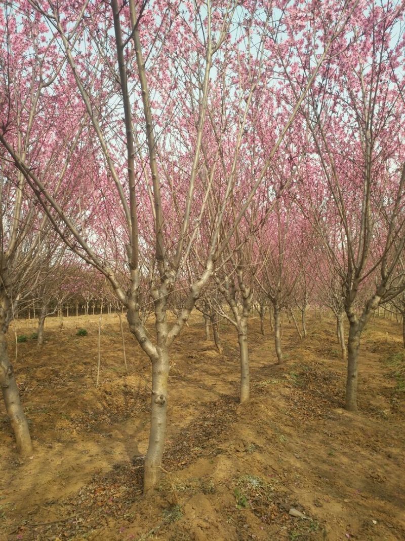 红叶碧桃绿化树农村绿化绿水青山就是金山银山