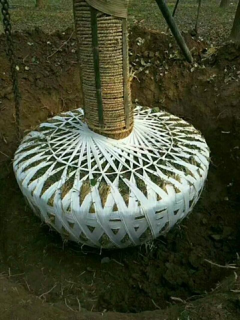 捆扎绳