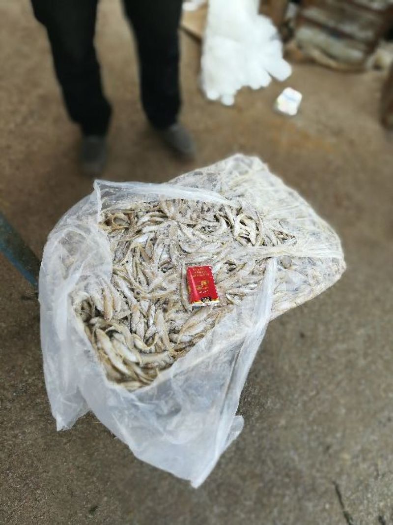毛刀鱼食用冰鲜鱼