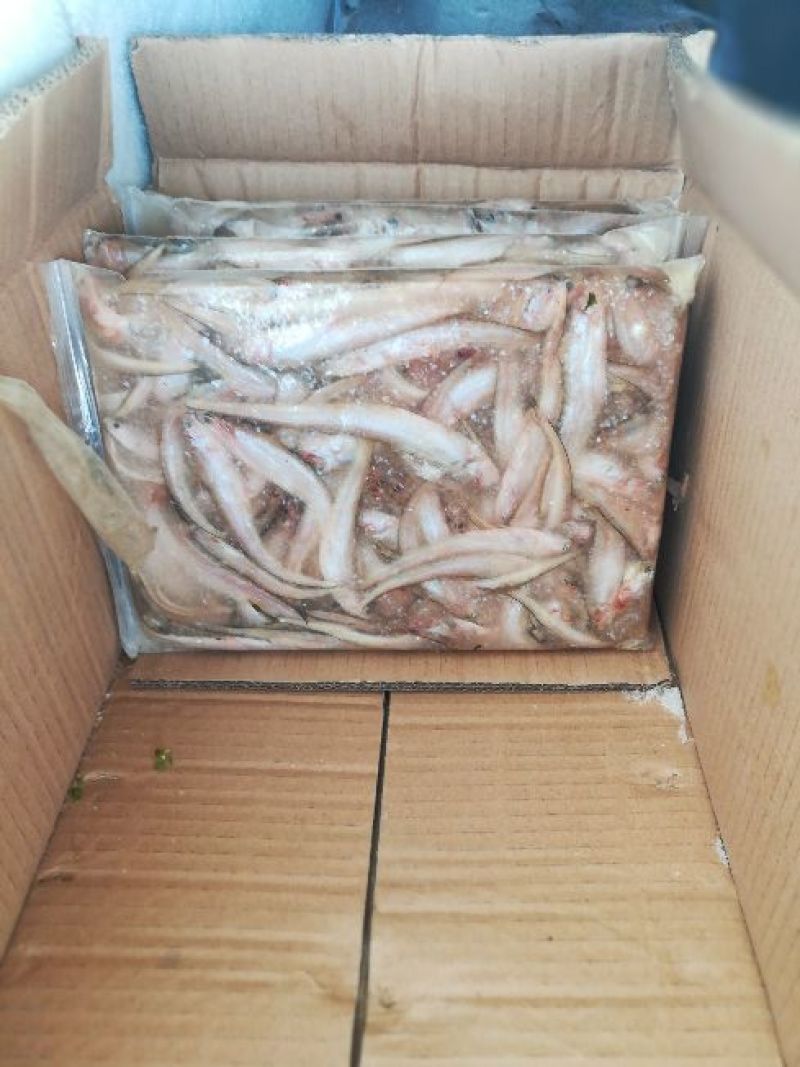 毛刀鱼食用冰鲜鱼