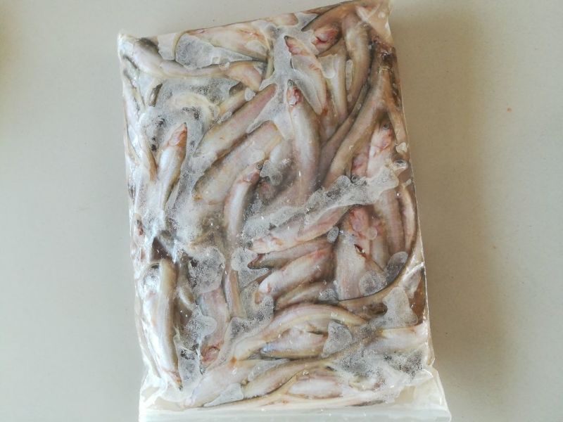 毛刀鱼食用冰鲜鱼