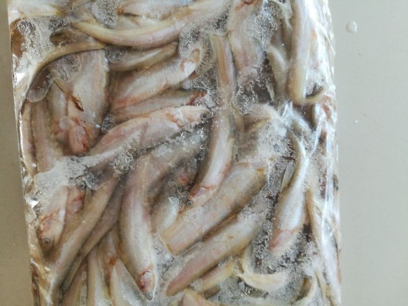 毛刀鱼食用冰鲜鱼