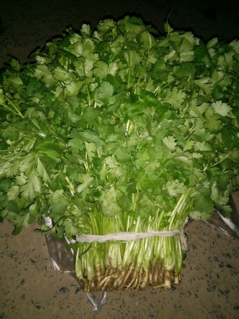大叶香菜30厘米以上