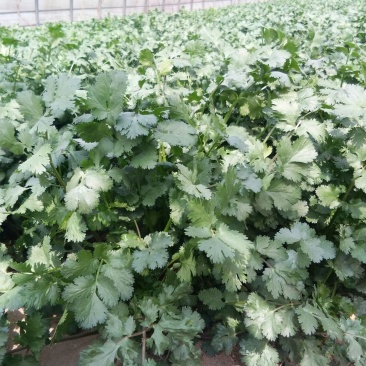 大叶香菜30厘米以上