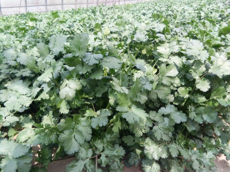 大叶香菜30厘米以上