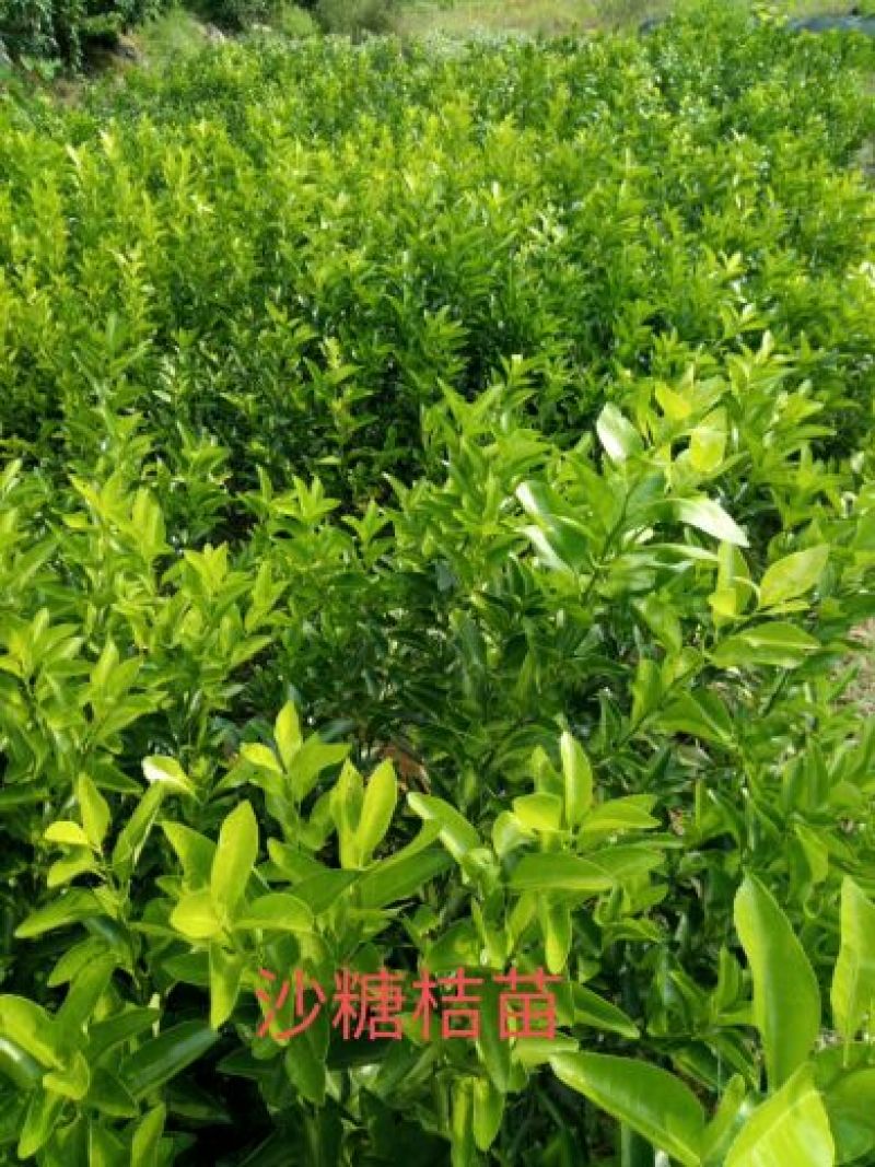 专业繁育沙糖桔苗50~80cm，货源充足，接受预定