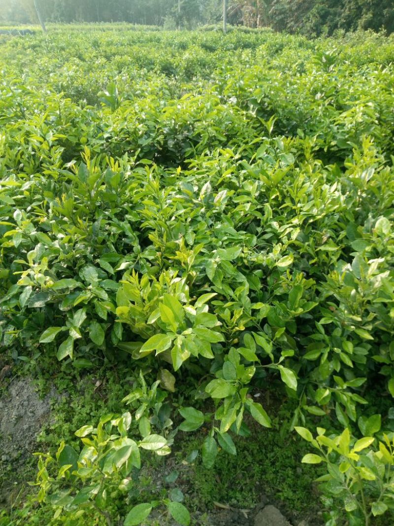 专业繁育沙糖桔苗50~80cm，货源充足，接受预定