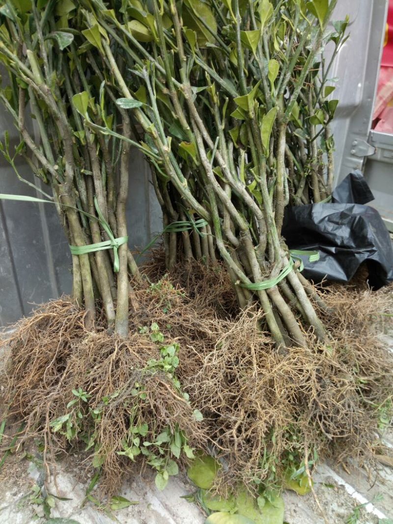 广西玉林市沙田柚子苗1cm以上0.5~0.8m