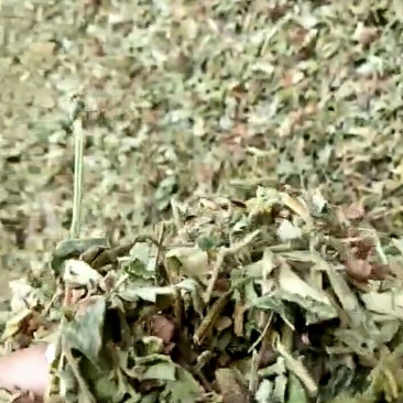 仙鹤草