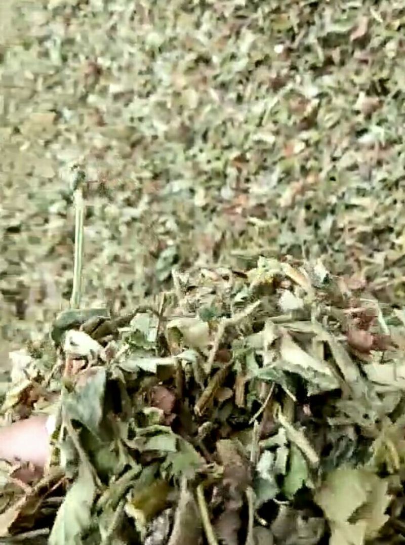 仙鹤草