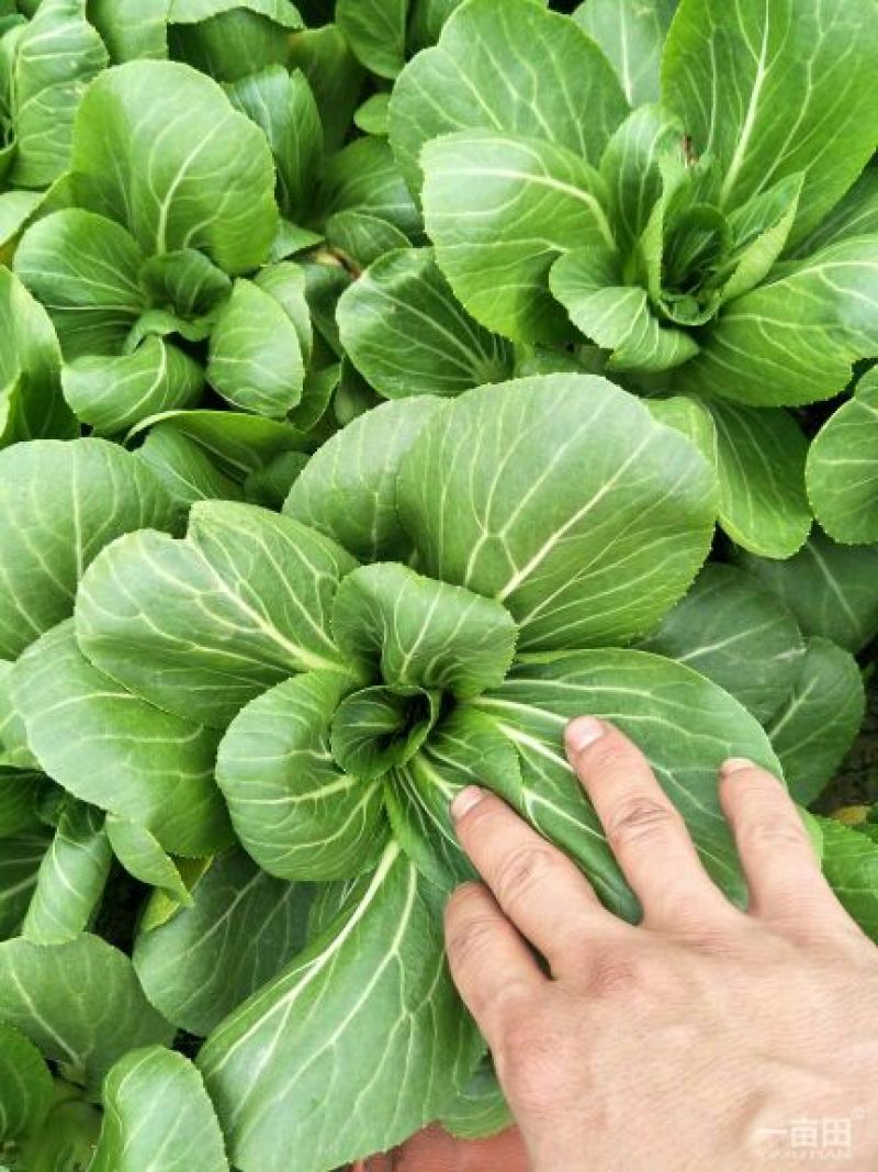 小油菜1两以上