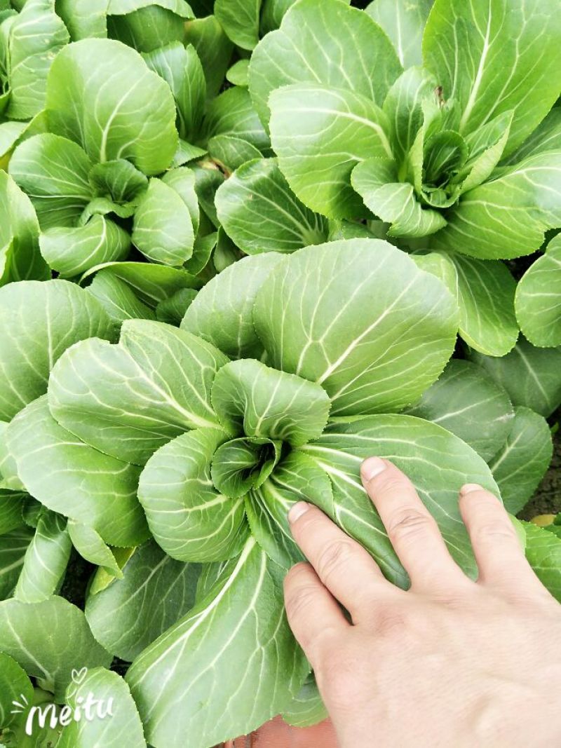 小油菜1两以上