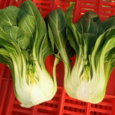 小油菜1两以上