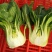 小油菜1两以上