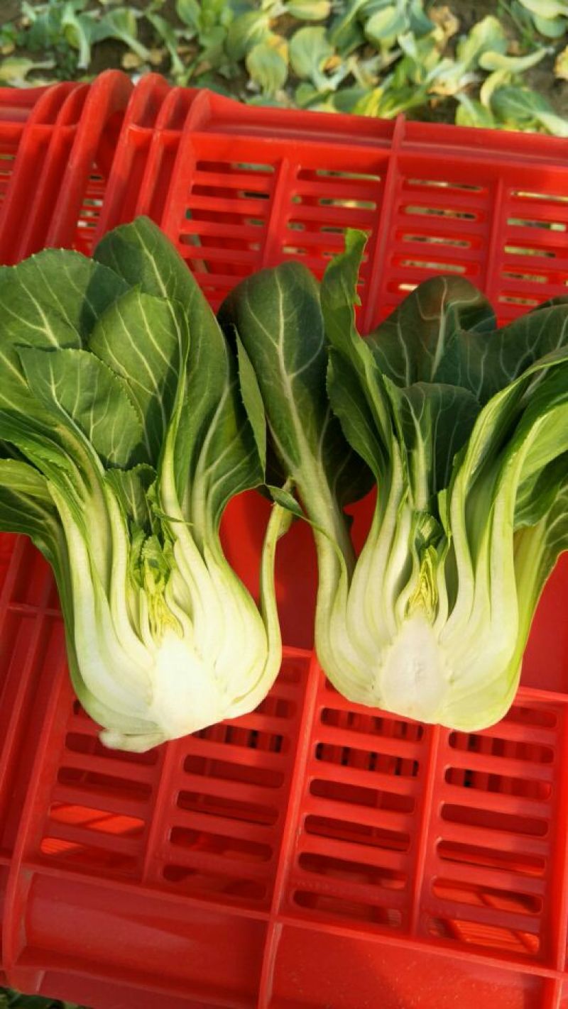 小油菜1两以上