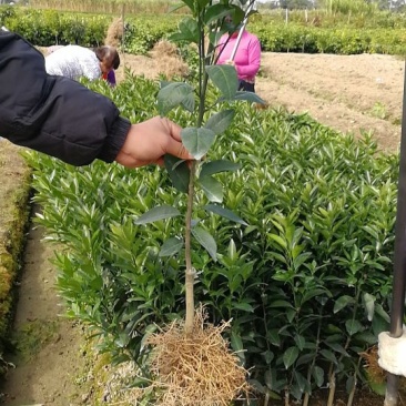 沃柑苗30~50cm