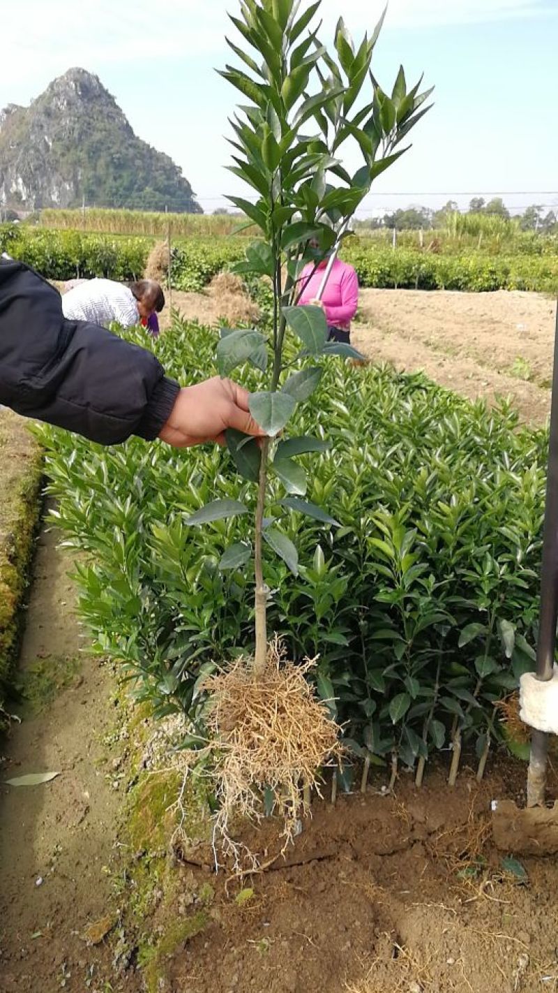 沃柑苗30~50cm