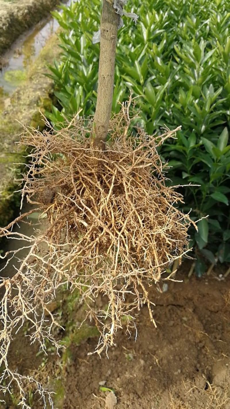 沃柑苗30~50cm