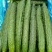 刺黄瓜干花带刺万亩精品黄瓜大量上市18~22公分