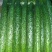 刺黄瓜干花带刺万亩精品黄瓜大量上市18~22公分