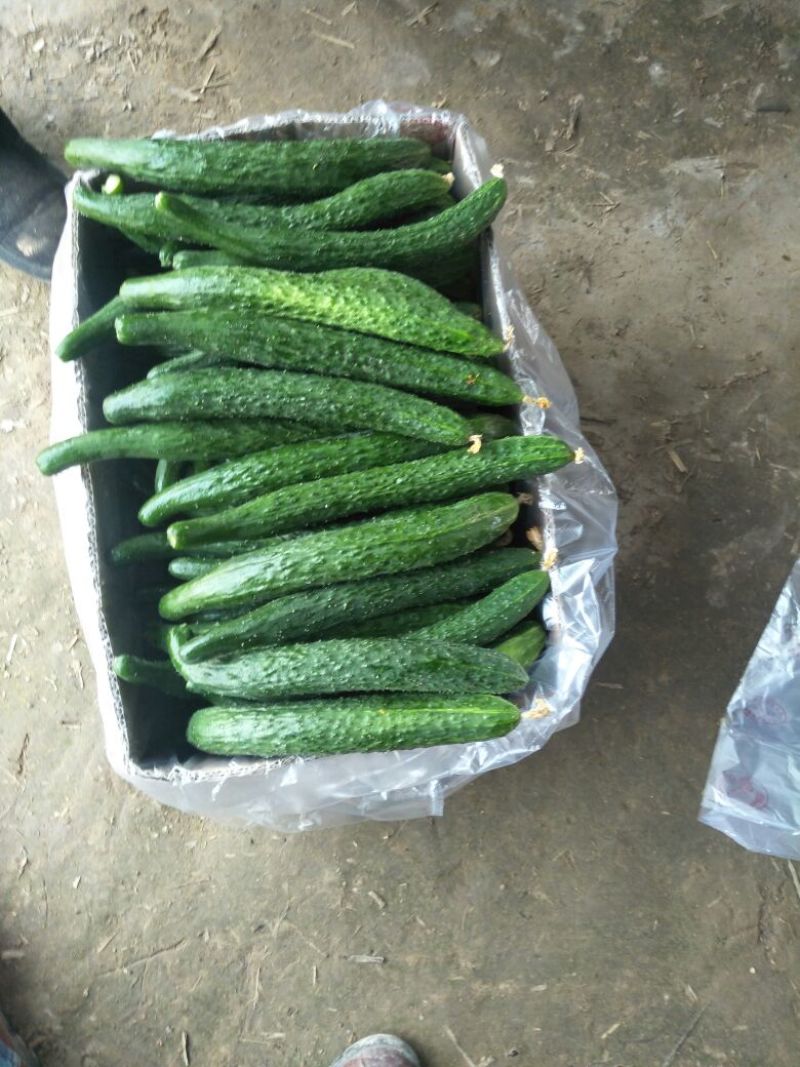 刺黄瓜干花带刺万亩精品黄瓜大量上市18~22公分