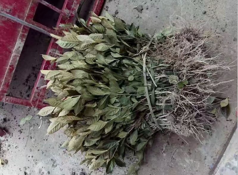 黄栀子苗30~40cm高度